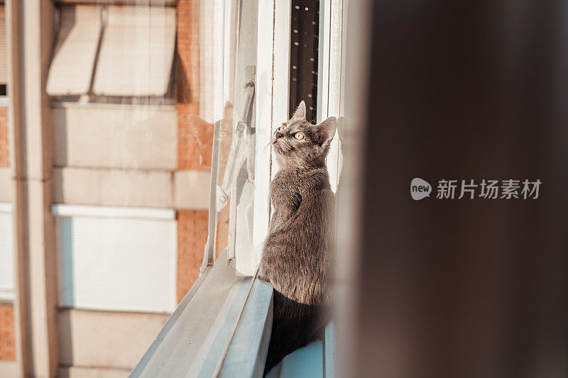 好奇的俄罗斯蓝猫从新公寓的窗户往外看