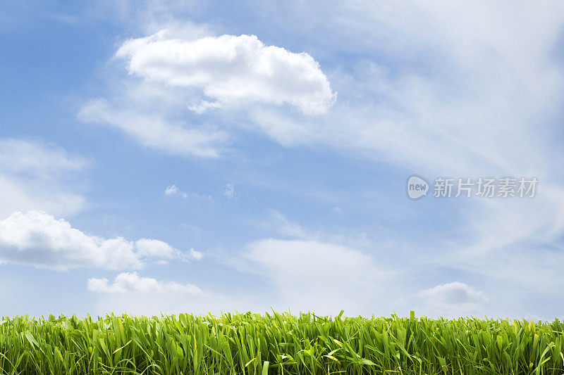 草地和蓝天