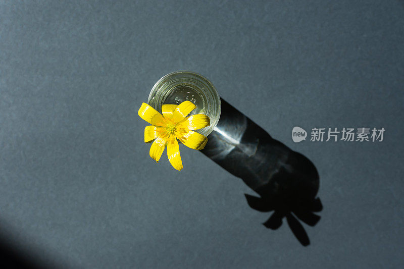 花瓶极简主义。灰色背景上的黄花。概念图形弹簧设计。