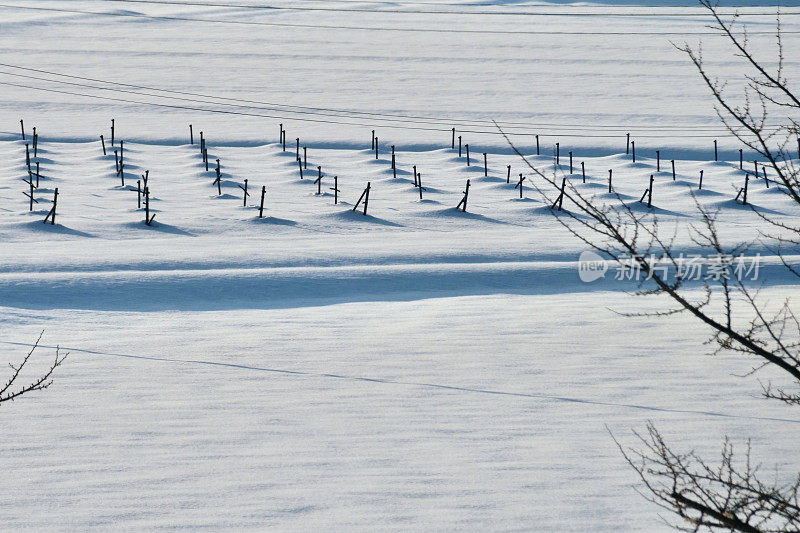 白雪覆盖的葡萄园