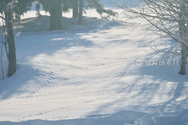 雪地上有兔子的脚印