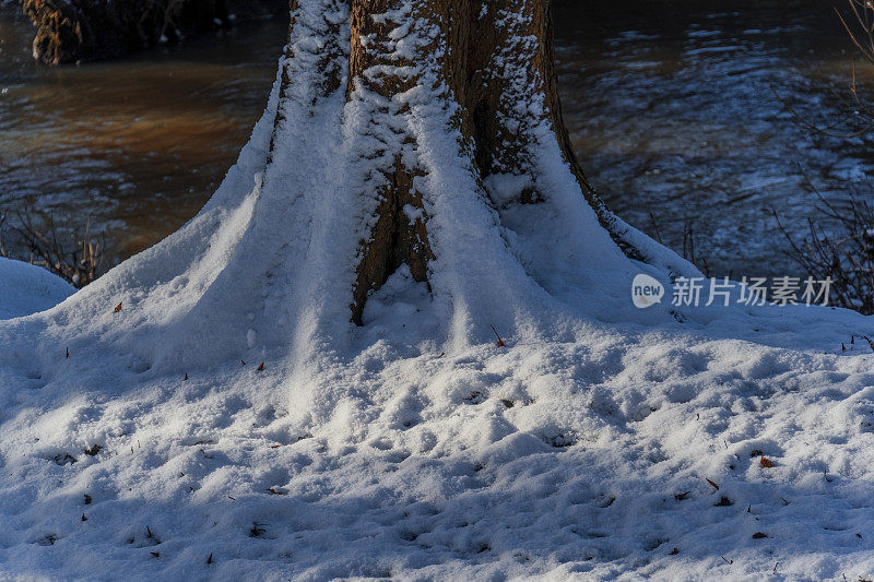 树枝树森林光孤立绿色葱郁阳光冬天雪冷冻冻