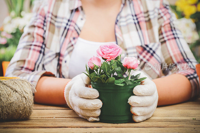 女人的手在盆栽一些植物