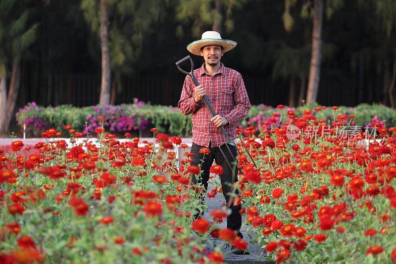 亚洲园丁在红百日菊农场为切花生意工作时持有花园叉