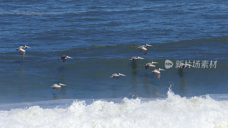 几只秘鲁鹈鹕飞过智利南部阿劳卡尼亚海岸的碎浪