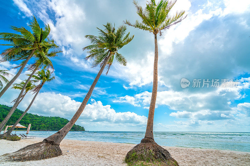 美丽的Sao沙滩上的热带棕榈树海景