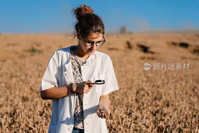 用放大镜检查小麦茎的农学家