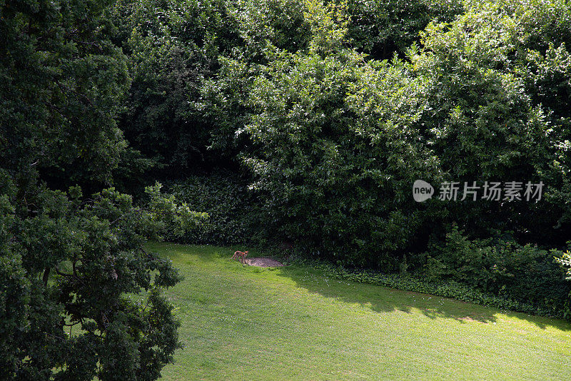 一只沙丘狐狸住在海牙的花园里