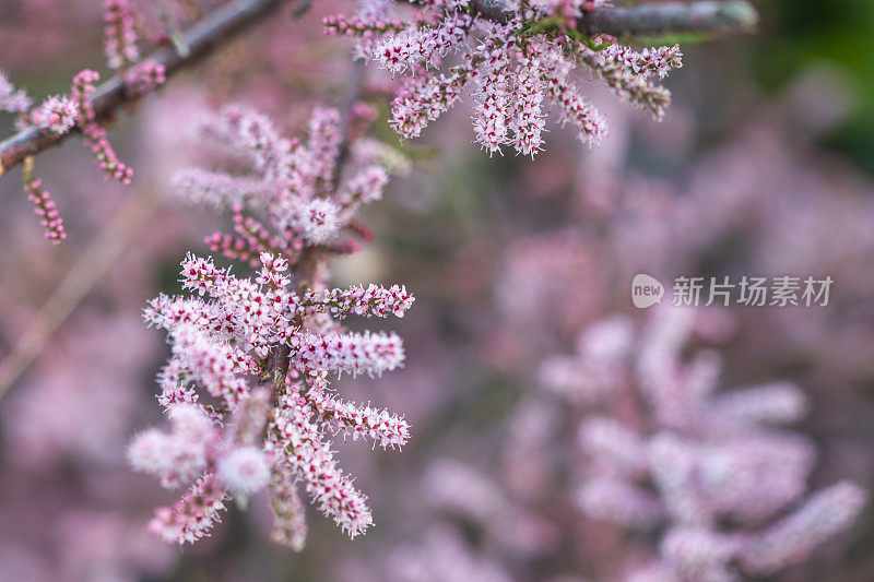 红柳开花了