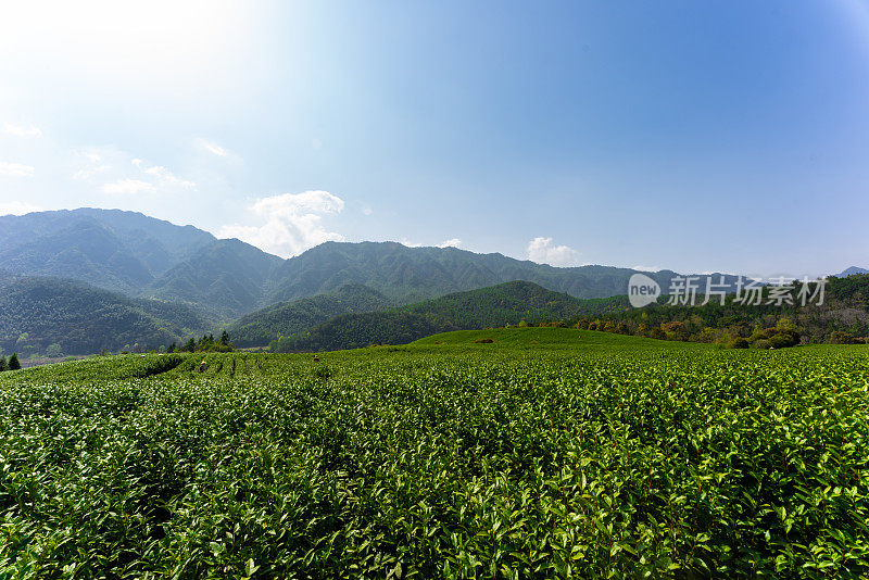 大茶园景