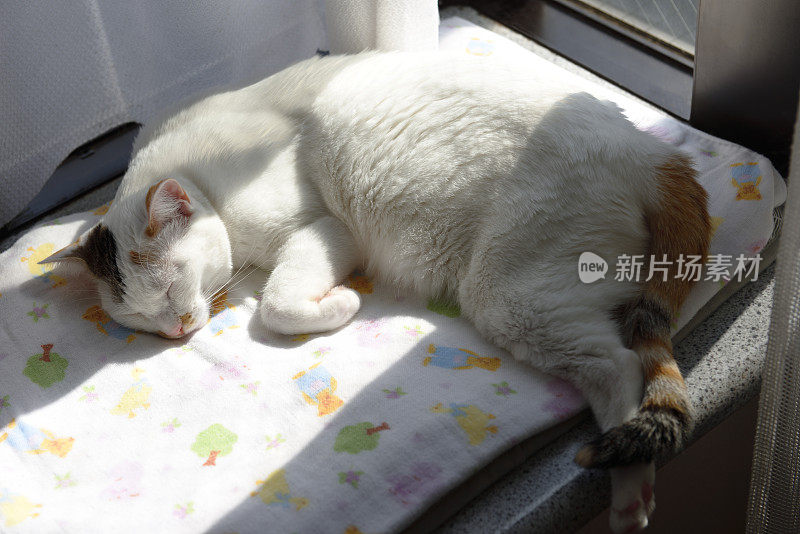 特写的睡觉猫在飘窗与阳光