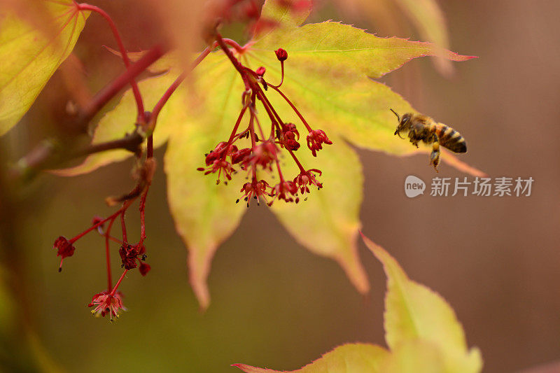 蜜蜂在一棵棕榈树附近飞行。