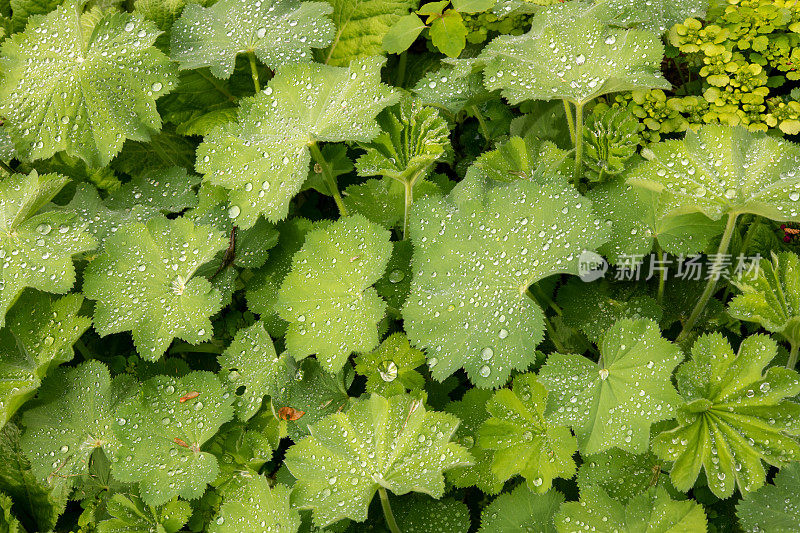 小雨打在树叶