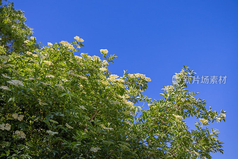 接骨木树与花对着蓝色的天空