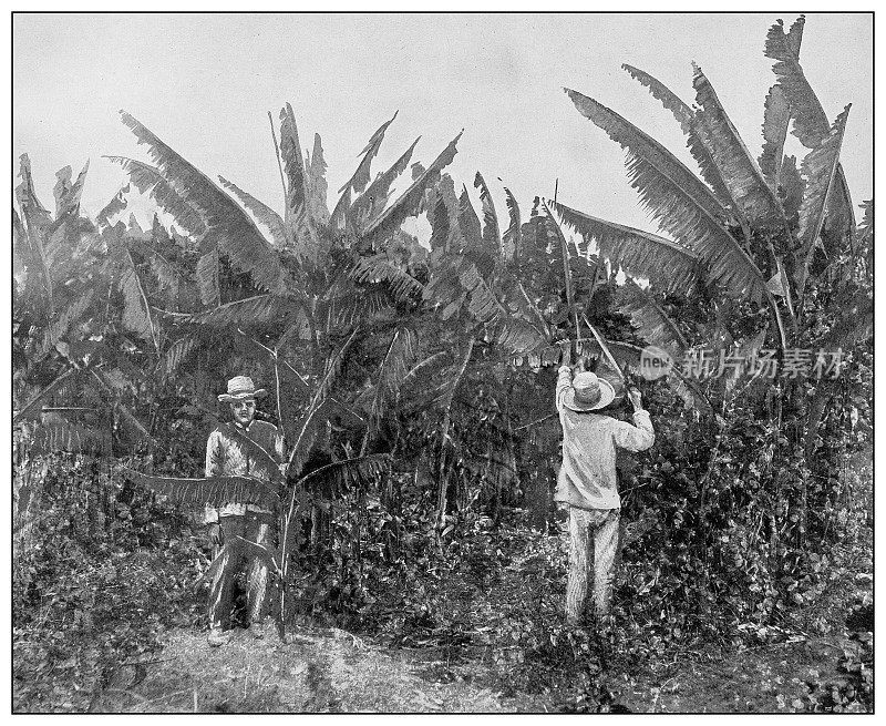 古董黑白照片:香蕉种植园，埃斯佩兰萨，圣克拉拉省，古巴