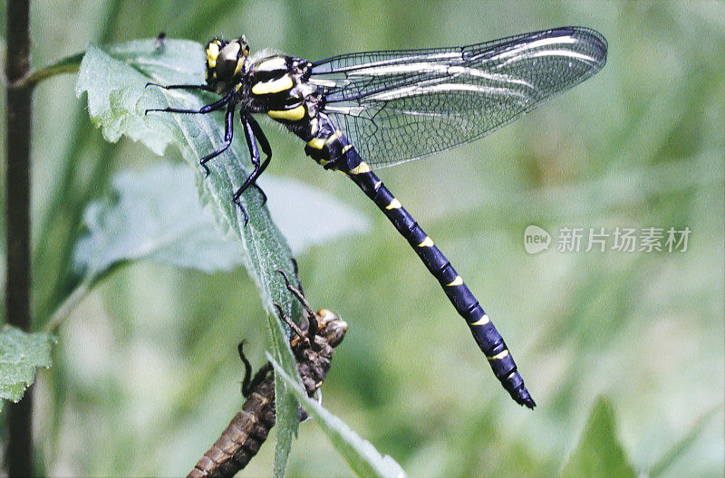 普通金环蜻蜓(boltonii)新鲜雄性，带蜕叶