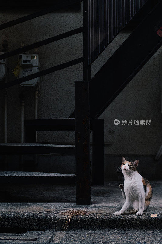 共有的猫