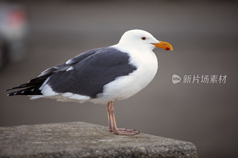 小丘加州湾