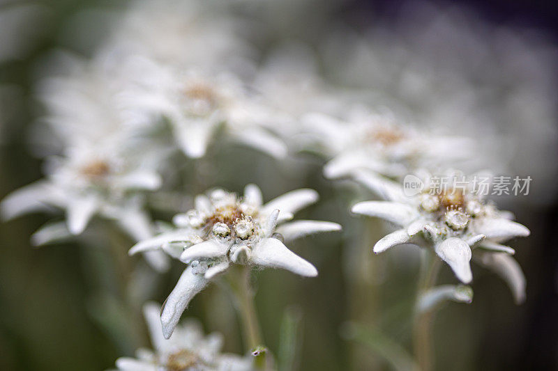 雪绒花