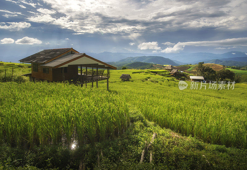 在泰国清迈的帕邦皮山山谷的农村地区的水稻梯田。