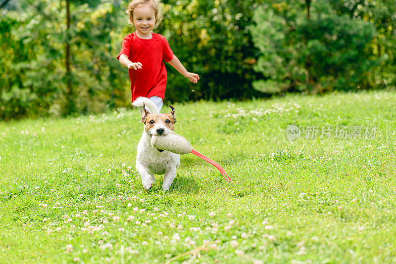 在后院美丽的夏日草坪上，小狗带着吱吱作响的玩具从小女孩身边跑开