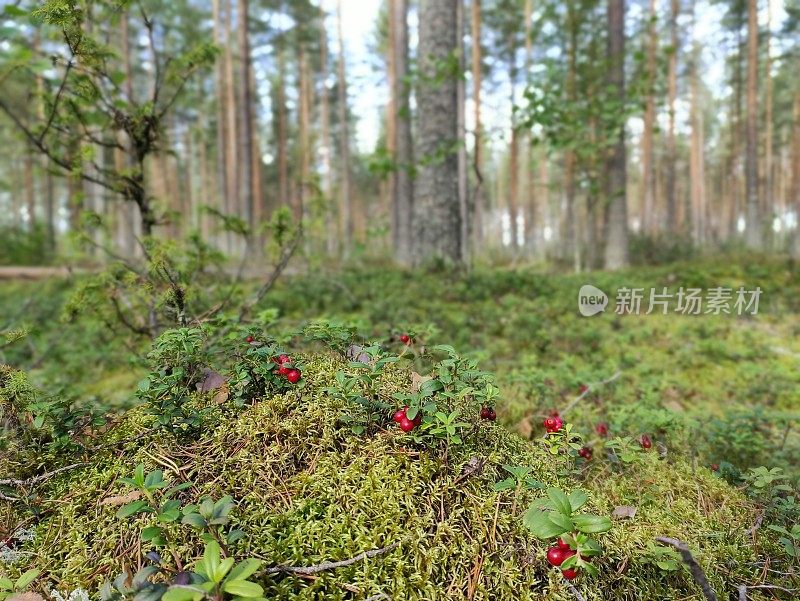 生长在芬兰的森林苔藓和稀有松林上的红色越橘。秋天的风景。