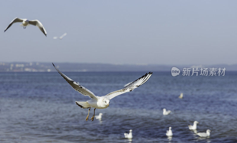 海鸥飞过海滩