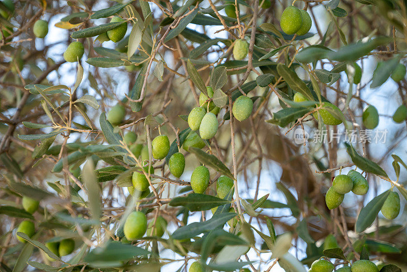 特写的成熟的橄榄挂在橄榄树的树枝上