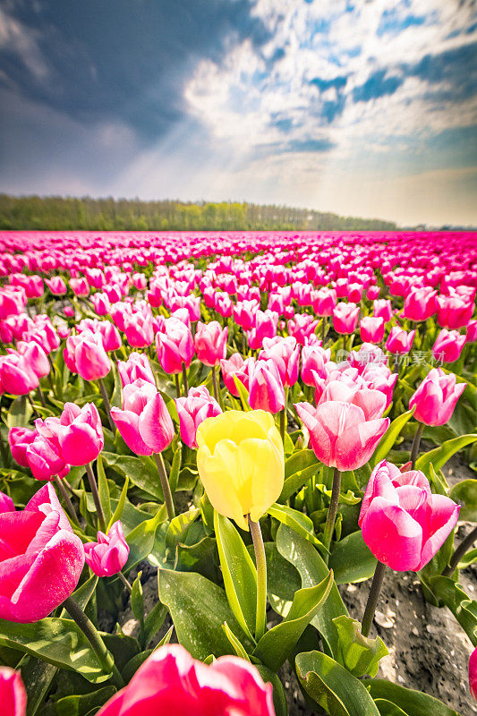 粉红色的郁金香和黄色的郁金香在春天盛开在田野里