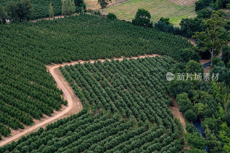 一排排种植的葡萄园