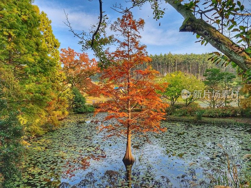 花园里池塘上的那棵树