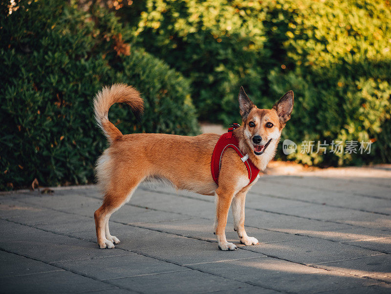 挪威伦德猎犬在公园里散步