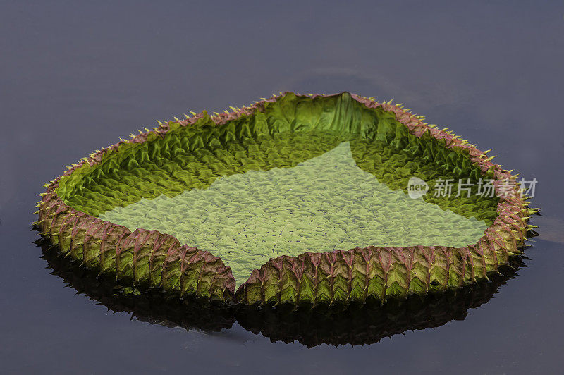 睡莲科睡莲属的维多利亚亚马逊睡莲，叶子很大，平躺在水面上，产于巴西的潘塔纳尔。维多利亚睡莲。