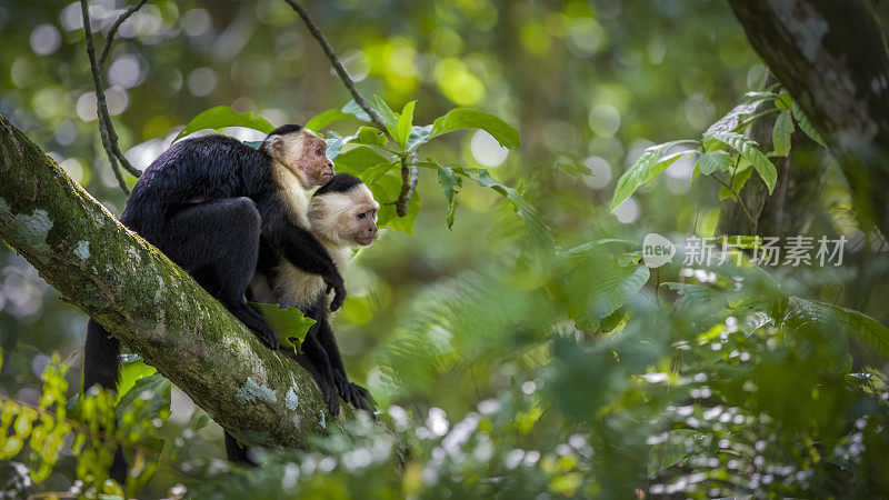哥斯达黎加卡惠塔国家公园，两只白脸僧帽猴宝宝在树顶