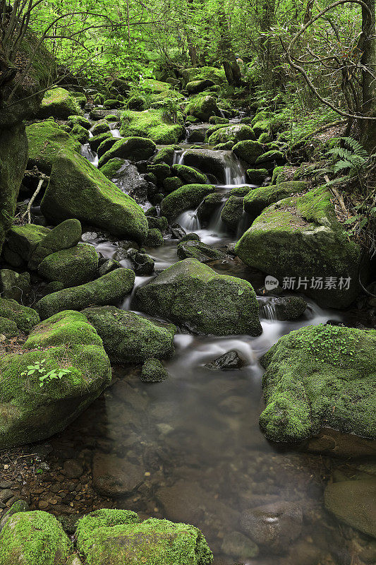 长满青苔的山谷