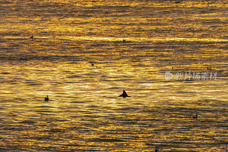 金色的夕阳下，一条背鳍划破海面