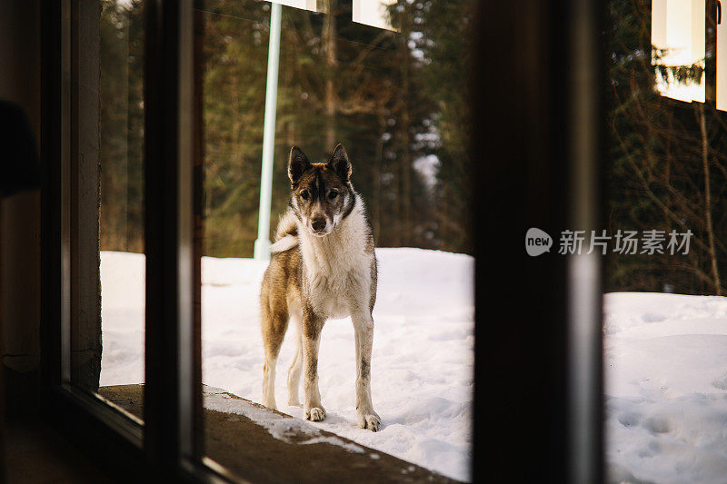 纯种狗在山里的小木屋里张望