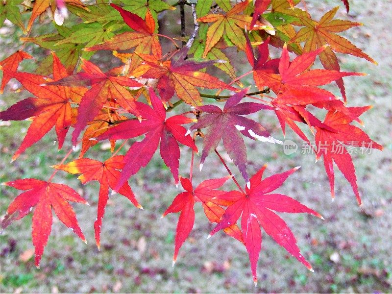 日本11月。枫叶。