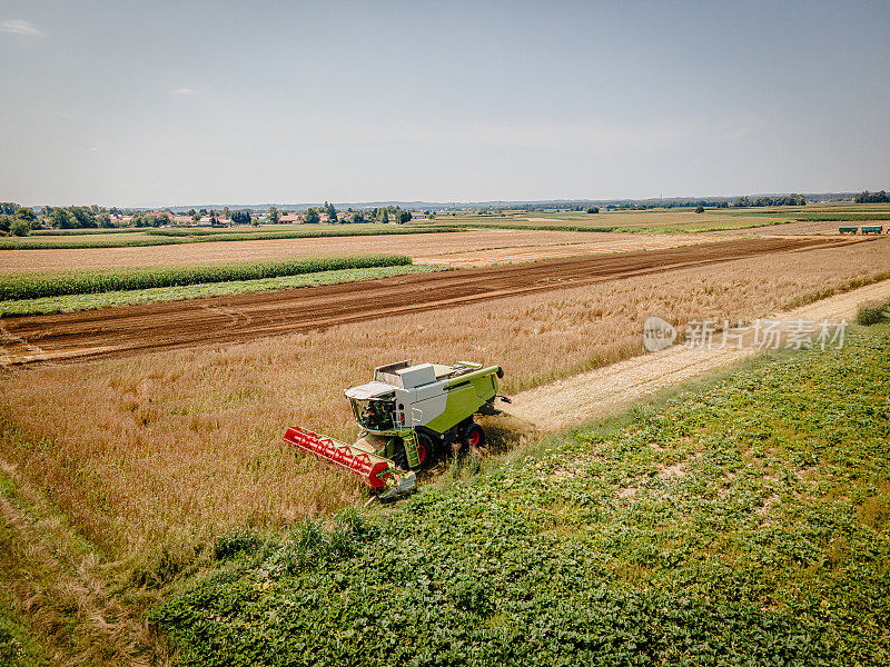 联合收割机在麦田里移除小的小麦植株，在车辆后面留下留茬田，鸟瞰图