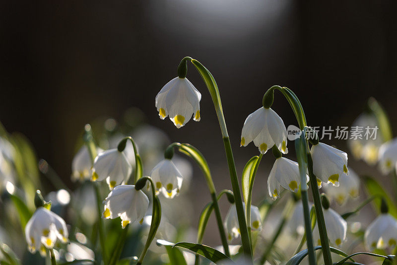 春天的雪花