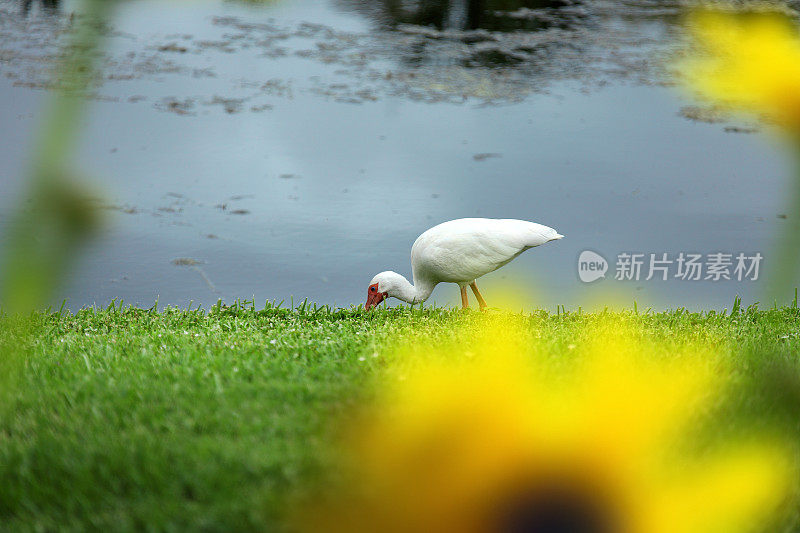 热带水鸟白鹮在湖边捕食