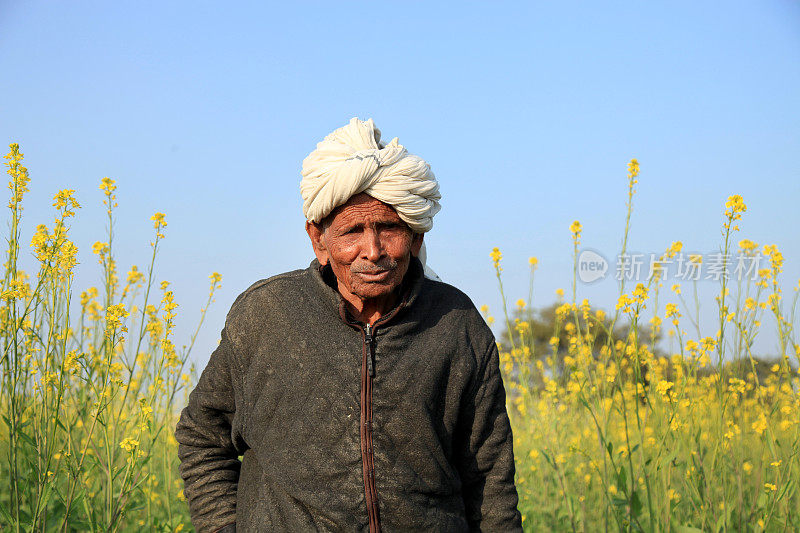印度裔年老农民站在芥末田里的肖像