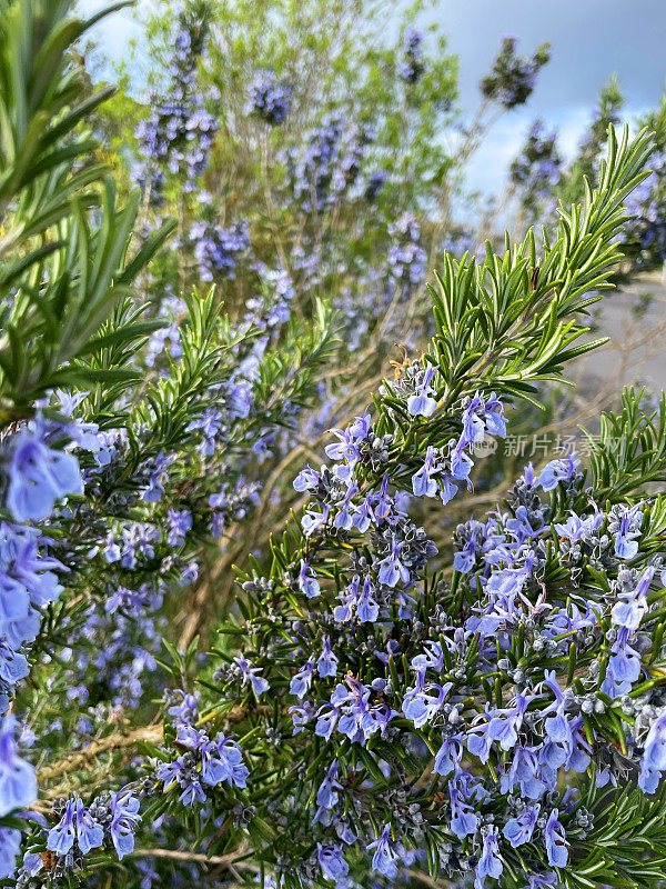 全帧图像的紫色开花迷迭香草本植物(鼠尾草)，迷迭香灌木生长在阳光充足的花园，蓝色的天空背景，重点在前景