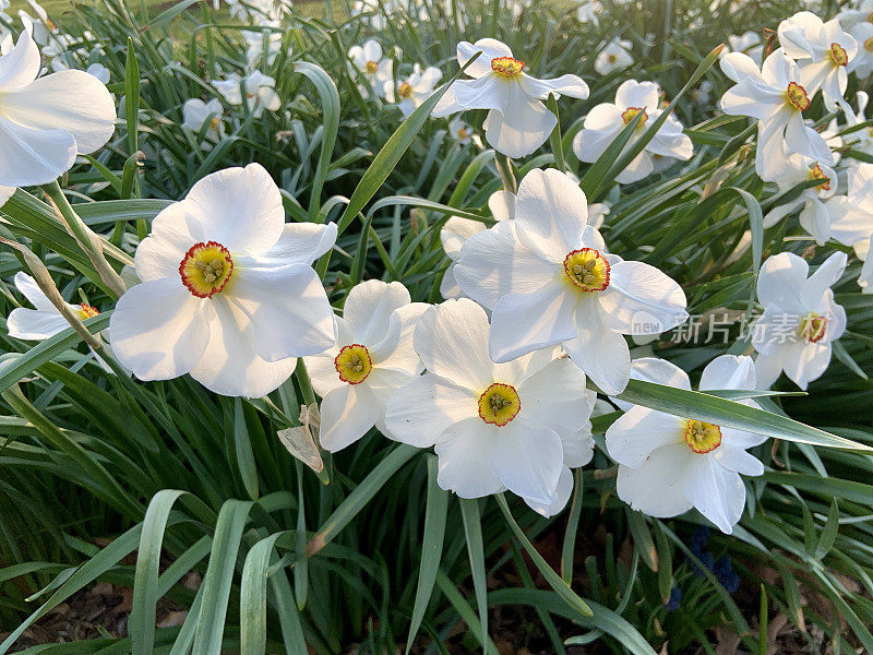 花园里的水仙花