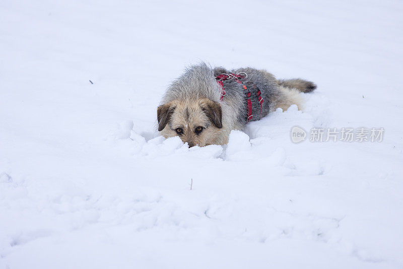 顽皮的狗躺在雪地里