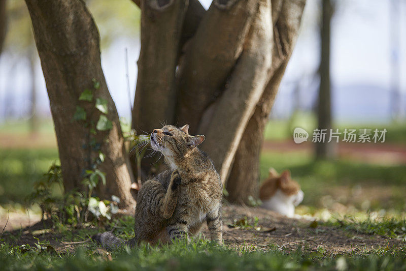 一只独眼残疾的流浪猫，和一个朋友坐在公园的绿草地上