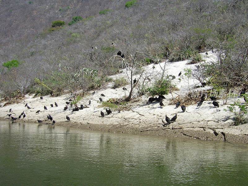 墨西哥恰帕斯州苏米德罗峡谷河岸上的秃鹫