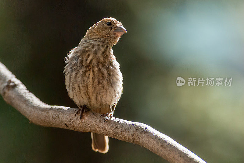 树上的雌性家雀