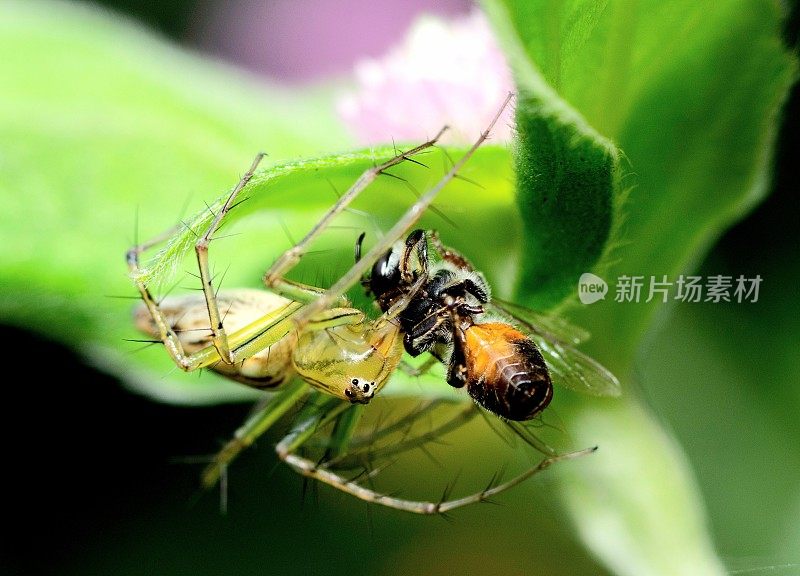 蜘蛛狩猎蜜蜂昆虫-动物行为。