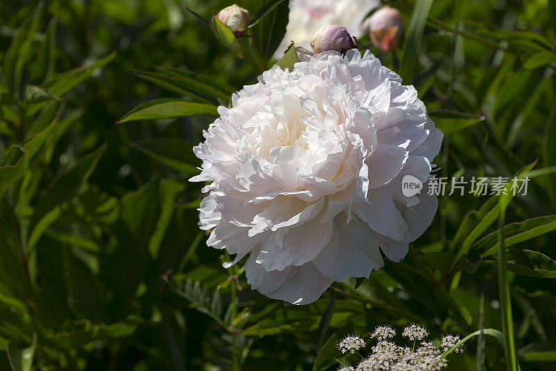 花园里牡丹花开